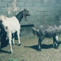 یک راس بز درشت|حیوانات مزرعه|فریمان, |دیوار