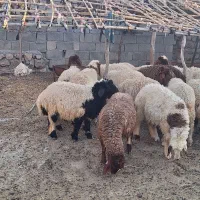 بره|حیوانات مزرعه|سراب باغ, |دیوار