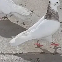 کبوتر طوقی|پرنده|دهگلان, |دیوار