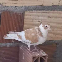 کفتر .کبوتر|پرنده|مشهد, انصار|دیوار