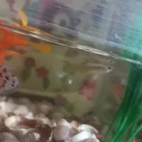 ماهی‌گوپی|ماهی|نظرآباد, شهرک سید جمال الدین|دیوار