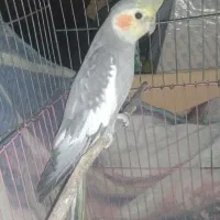 عروس هلندی نر