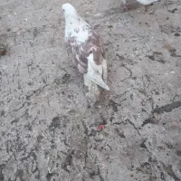 نر پشت گلی|حیوانات|قم, زنبیل آباد|دیوار