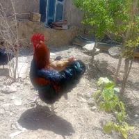 خروس