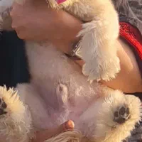 سگ گم شده.. شیتزو|سگ|کرمانشاه, |دیوار