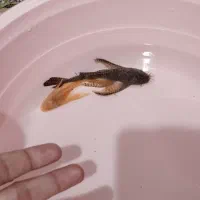 فروش جفت های کت پوزه بوته ای