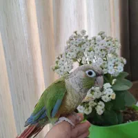 طوطی گرینچینگ ماده