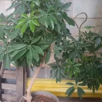 دو عدد گل شفلرا|گل و گیاه طبیعی|هشتگرد, شهرک بعثت|دیوار