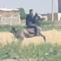 مادیان درجه یک