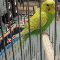 با سلام فروش یه جفت مرغ عشق بعلت کمبود جا|پرنده|شیراز, قلعه شاهزاده بیگم|دیوار