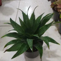 بنجامین ،اریکا|گل و گیاه طبیعی|یزد, |دیوار