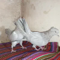 کفتر اصفهانی|پرنده|برخوار, |دیوار