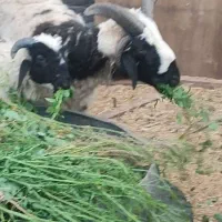 بره نر