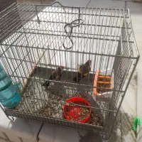 ۲ عددسره نر