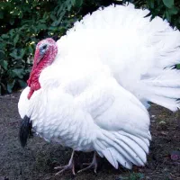 بوقلمون زنده