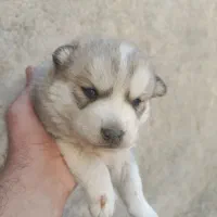 ماده هاسکی با توله|سگ|اراک, |دیوار