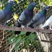 فروش کبوتر پرشی
