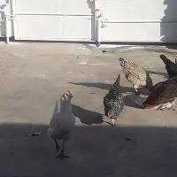 تعدادی مرغ جوان|حیوانات مزرعه|سرپل ذهاب, |دیوار