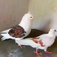 کبوتر پلاکی