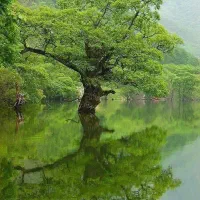 نگهبان باغ گردو