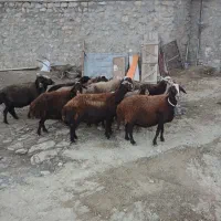 گوسفند داشتی