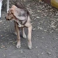 سگ نر برای نگهبانی،توله ماده عراقی|سگ|فیرورق, |دیوار