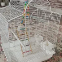 قفس عروس هلندی