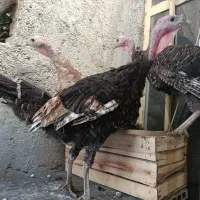 پنج عدد بوقلمون و مرغ