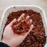 کشمش آفتابی گله|عمده‌فروشی|گنبد کاووس, |دیوار