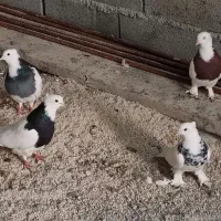 چهار عدد طوقی خوب