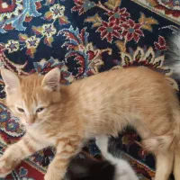 بچه گربه رایگان