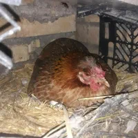 فروش مرغ عربی کرک