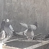 کبوتر پور|پرنده|شهرکرد, |دیوار