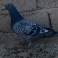 جفت جوانه مسافتی.