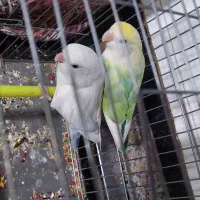 چند عدد کوتوله