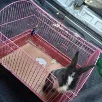 خرگوش مینیاتوری فوری|موش و خرگوش|تهران, سلیمانی|دیوار