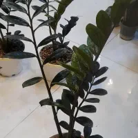 زاموفیلیا بلک سایز درشت با گلدان سفید لبه طلایی|گل و گیاه طبیعی|قم, نیروگاه|دیوار