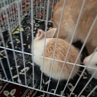 خرگوش|موش و خرگوش|آذرشهر, |دیوار