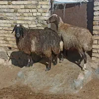 ۲ میش گوسفند بز بره