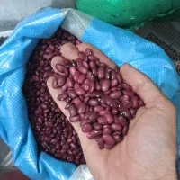 گران نخرید/ لوبیا عدس لپه نخود جو گردو عرق شیره رب|خوردنی و آشامیدنی|بیرجند, |دیوار