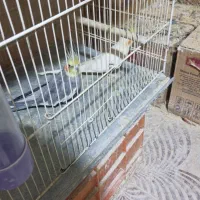 عروس هلندی مولد|پرنده|مشهد, موعود|دیوار