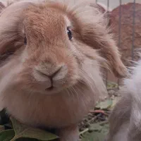 جفت خرگوش لوپ