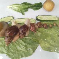 حراج حلزون کلاژن ساز