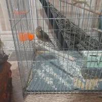 سه تا قناری|پرنده|کرمان, |دیوار