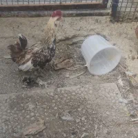 مرع وخروس