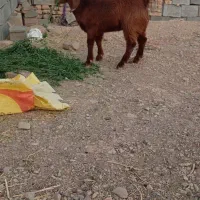 فروش بزغاله پاکستانی ومحلی|حیوانات مزرعه|بیرجند, |دیوار