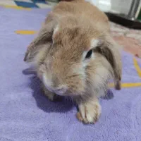 خرگوش لپ|موش و خرگوش|بوشهر, |دیوار