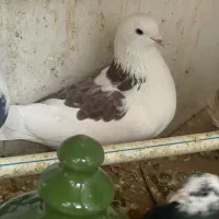 2 عدد کفتر پرشی خوش خال