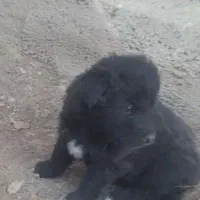 سرابی عراقی پژدر