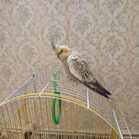 عروس هلندی
